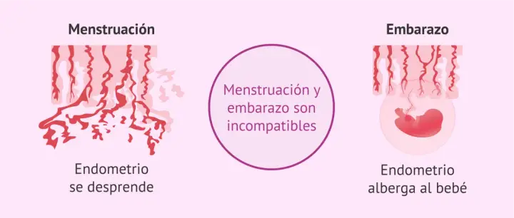 Ilustración compara menstruación (endometrio se desprende) y embarazo (endometrio alberga al bebé). Menstruación y embarazo son incompatibles.
