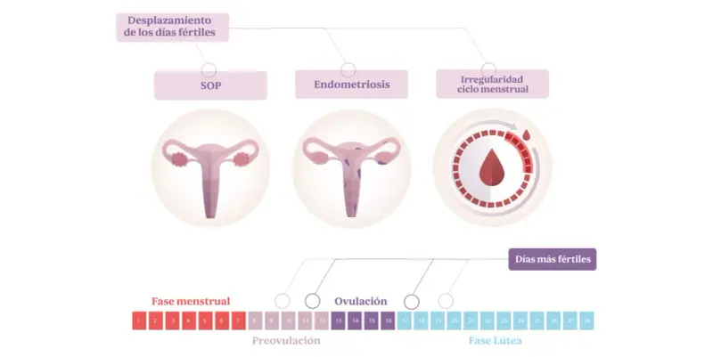 Ilustración del ciclo menstrual y condiciones que afectan la fertilidad. Puedes quedar embarazada si tienes relaciones sexuales en tus días fértiles, incluso si hay irregularidades.